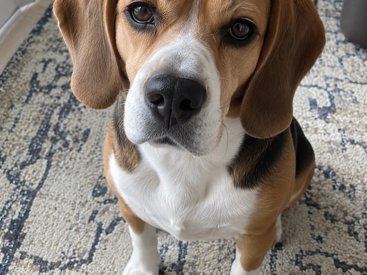 Ears, paws or tail cut off