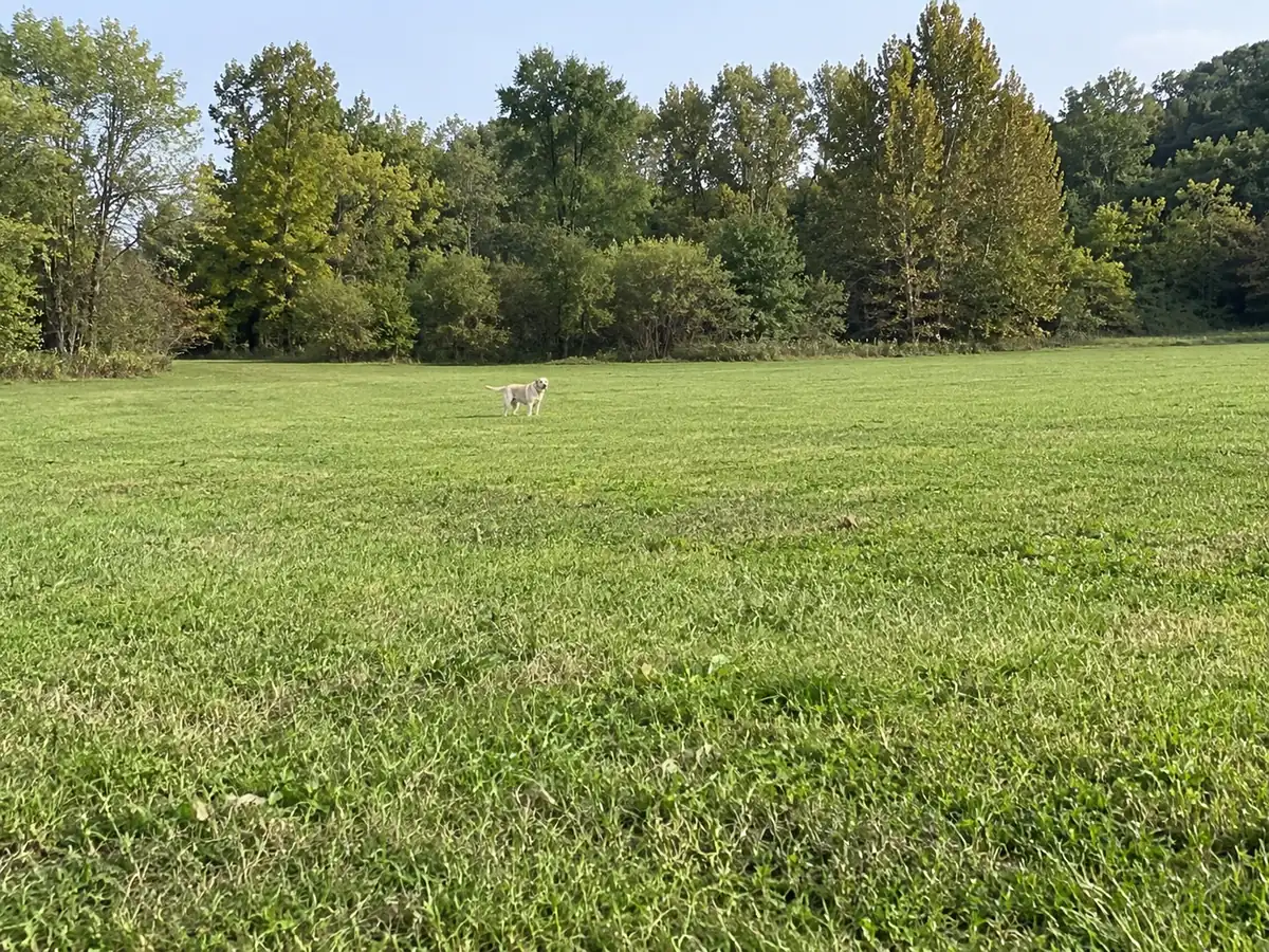 Dog too far away